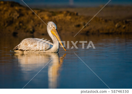 dalmatian pelican or pelecanus crispus with reflection, swimming in water during winter migration time in wetland of keoladeo national park or bird sanctuary , bharatpur, rajasthan, india 58746330