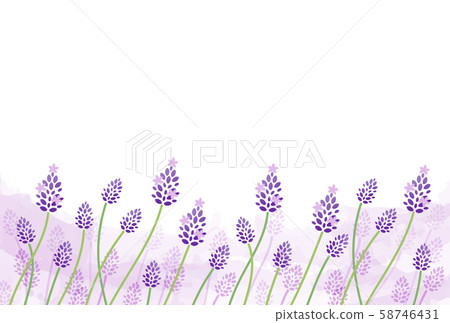 lavender lavender 58746431