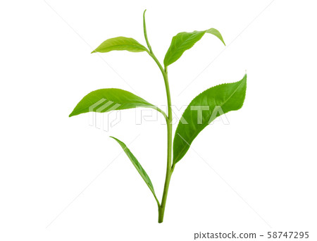 Green tea leaf isolated on white background Green tea leaf isolated on white background 58747295