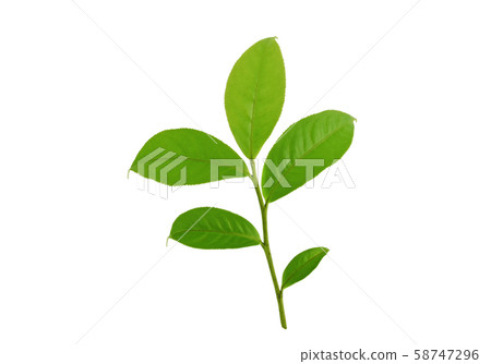 Green tea leaf isolated on white background 58747296