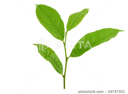 Green tea leaf isolated on white background Green tea leaf isolated on white background 58747301