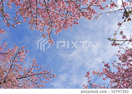 Kawazu cherry tree Kawazu cherry tree 58747302