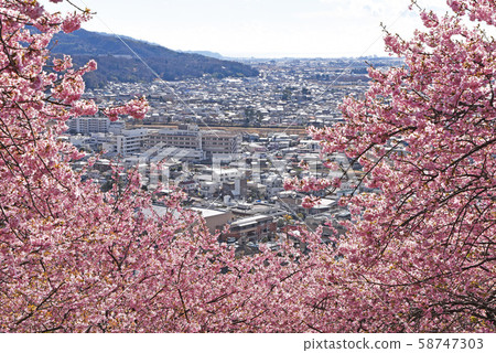 Kawazu Sakura and the streets of Matsuda Town Kawazu Sakura and the streets of Matsuda Town 58747303