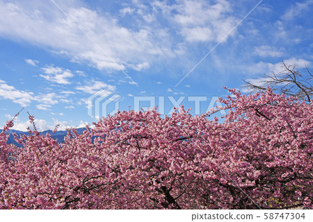 Kawazu cherry tree Kawazu cherry tree 58747304