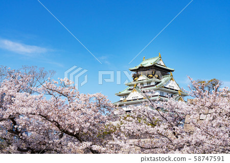 Osaka Castle and Sakura 58747591