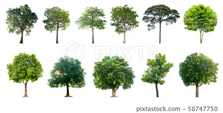 The tree is set on a completely separate white background, packaged together. The tree is set on a completely separate white background, packaged together. 58747750