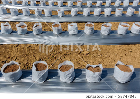 Row fo Coconut coir in nursery white bag for farm with fertigation , irrigation system to be used for growing strawberries. Row fo Coconut coir in nursery white bag for farm with fertigation , irrigation system to be used for growing strawberries. 58747845