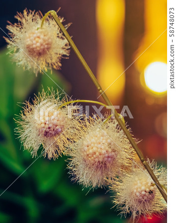 Beautiful Artificial plastic flowers decorated in coffee shops with bokeh Beautiful Artificial plastic flowers decorated in coffee shops with bokeh 58748073