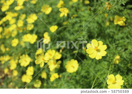 黃色波斯菊領域 黃色波斯菊領域 58750389