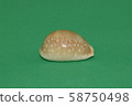 Front view of marine fossil on green background. 58750498