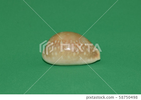 Front view of marine fossil on green background. 58750498