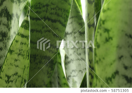Sansevieria leaves [Sansevieria] 58751305