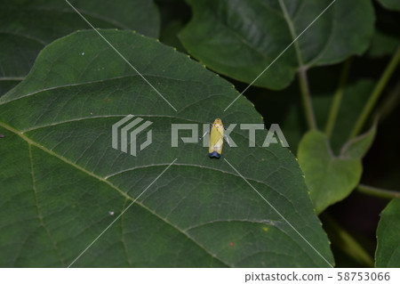 Tsunagogyo Oshoko 58753066