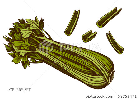 Vector set of hand drawn colored celery 58753471