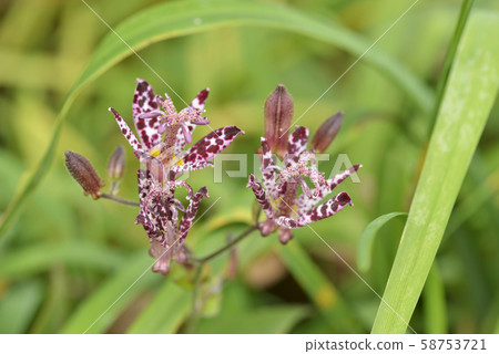 Hototogisu flower Hototogisu flower 58753721