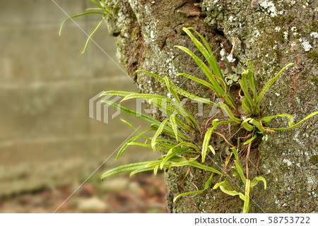 Nokin旋鈕 58753722