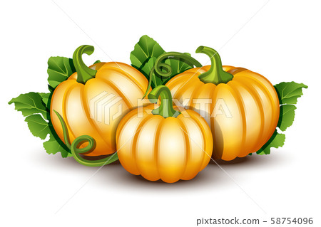 Pumpkins with leaves isolated on white background - Stock Illustration ...