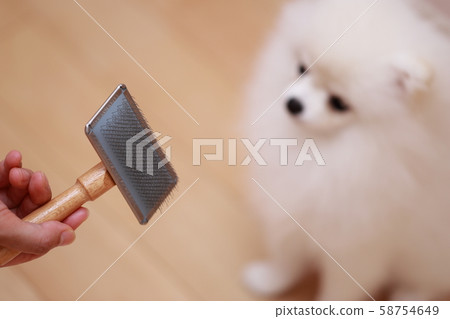 Brushing (monkey period dog dog canine creature pedigree puppy child white white child pomeranian) 58754649
