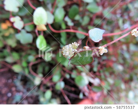 Wire spade flower 58755537