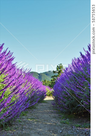 Mexican sage road Mexican sage road 58755653