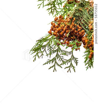 Green branches of thuja with brown cones isolated on a white background Green branches of thuja with brown cones isolated on a white background 58755812