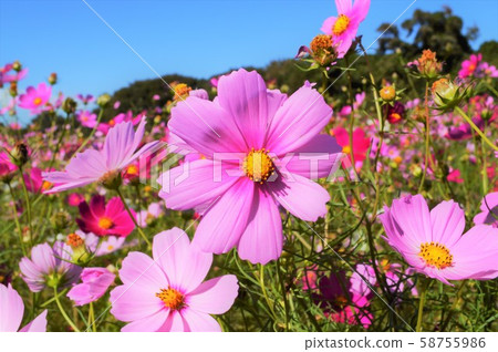 Cosmos of Refresh Park Toyoura 58755986