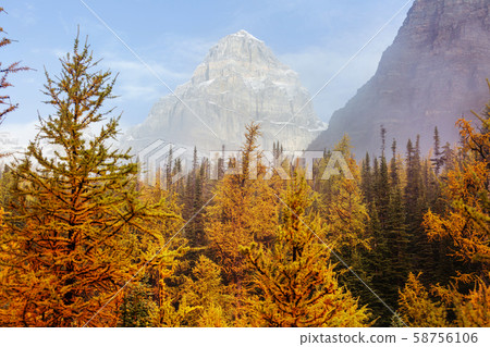 Larch 58756106