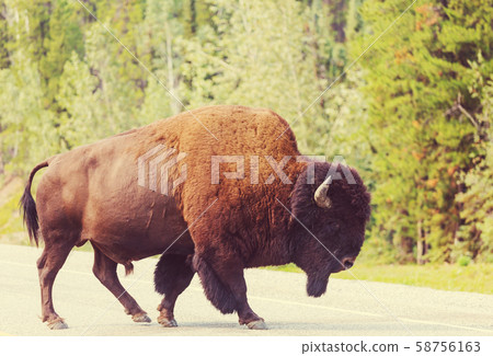 Bizon Bizon 58756163