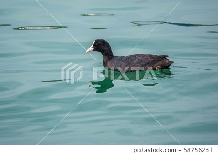 Black duck Eurasian coot Fulica atra 58756231