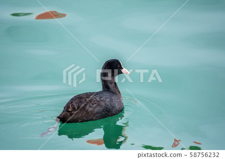 Black duck Eurasian coot Fulica atra 58756232