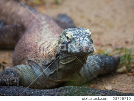 Closeup portrait of Komodo Dragon, the largest lizard in the world looking at camera.Selective focus Closeup portrait of Komodo Dragon, the largest lizard in the world looking at camera.Selective focus 58756710