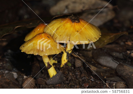 Nature Aoi Takeaki, yellow that wakes up. It is a small mushroom with an umbrella diameter of around 3 cm but has a presence Nature Aoi Takeaki, yellow that wakes up. It is a small mushroom with an umbrella diameter of around 3 cm but has a presence 58756831