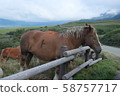 Horse 58757717