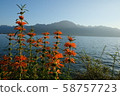 Orange song 58757723