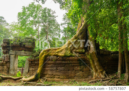 Ta Prohm Ruins 58757807