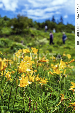 日光流蘇 白山高山植物園等高山植物盛開的山丘 照片素材 圖片 圖庫