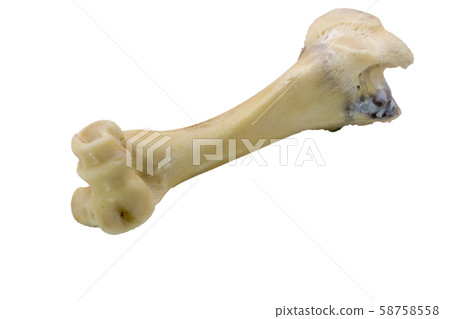 Femur bone of cow  isolated on a white background 58758558