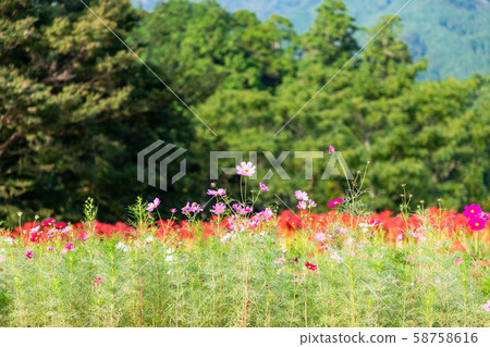 宇宙和Higanbana 58758616