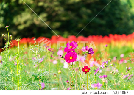 宇宙和Higanbana 58758621