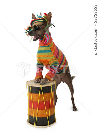 Funny Xoloitzcuintli dog in clothes of a Funny Xoloitzcuintli dog in clothes of a 58758655