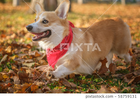 Welsh Corgi dog on a walk in a beautiful autumn Welsh Corgi dog on a walk in a beautiful autumn 58759131