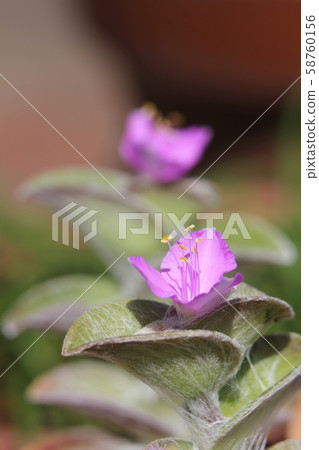 紫露草Silamontana 紫露草Silamontana 58760156