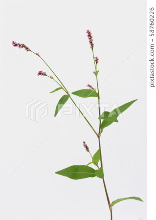 Persicaria longise 58760226