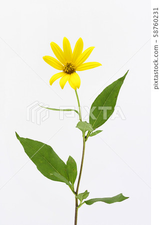 菊芋 菊芋 58760231