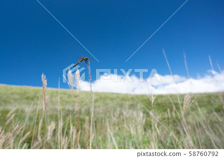 Plateau and dragonfly in early autumn 58760792
