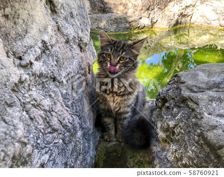 Street cat quenches thirst at the water source. Sad look kitty. 58760921