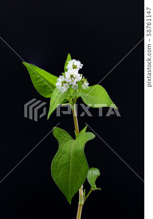 Mizosoba 58761147