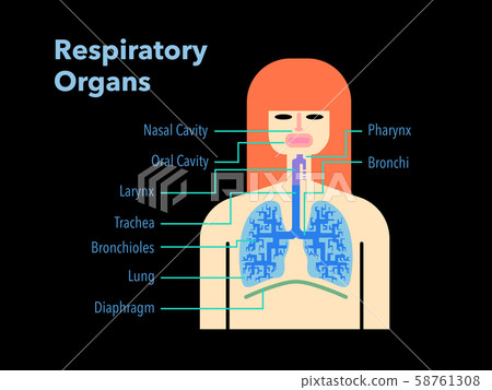呼吸器官的簡單圖解 每個部分的名稱用英文寫在黑色背景上 插圖素材 圖庫