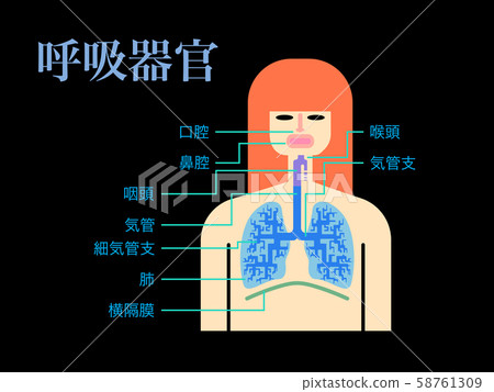 A simple illustration of respiratory organs with the name of each part written in Japanese on a black background A simple illustration of respiratory organs with the name of each part written in Japanese on a black background 58761309