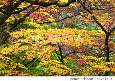 Colors of autumn Colors of autumn 58761393